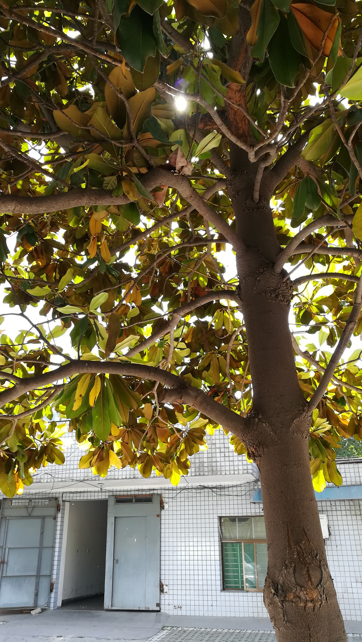 HUAWEI c??Eu?s 6X sample photo. 西安 树 photography