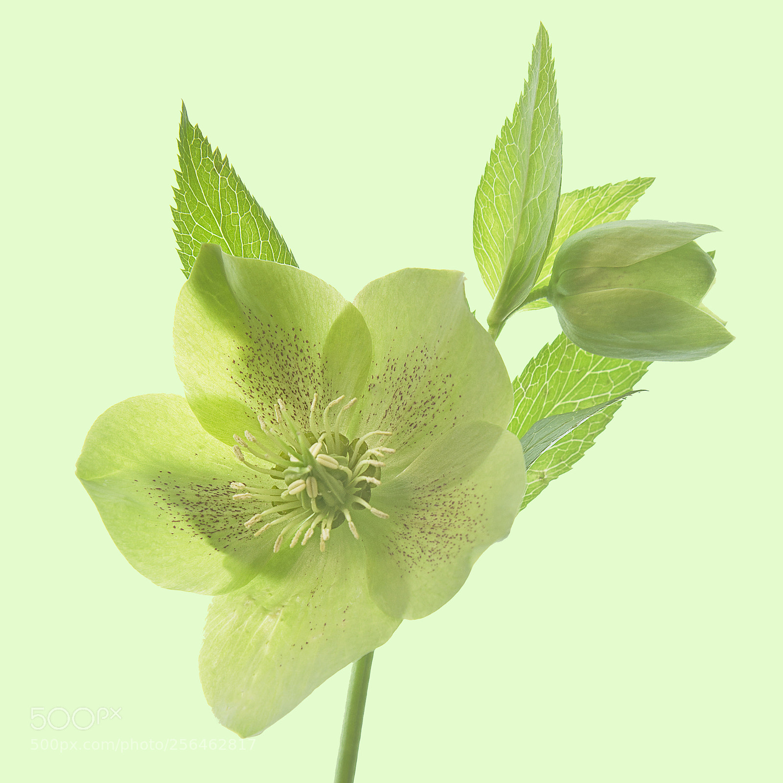Canon EOS 6D sample photo. Green hellebore photography