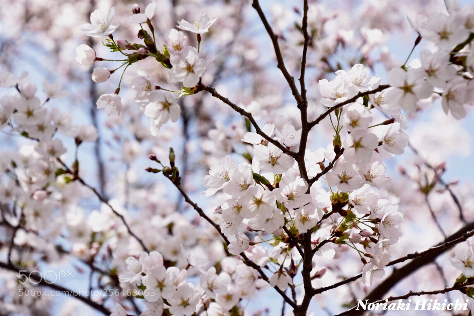 Nikon D5300 sample photo. Untitled photography
