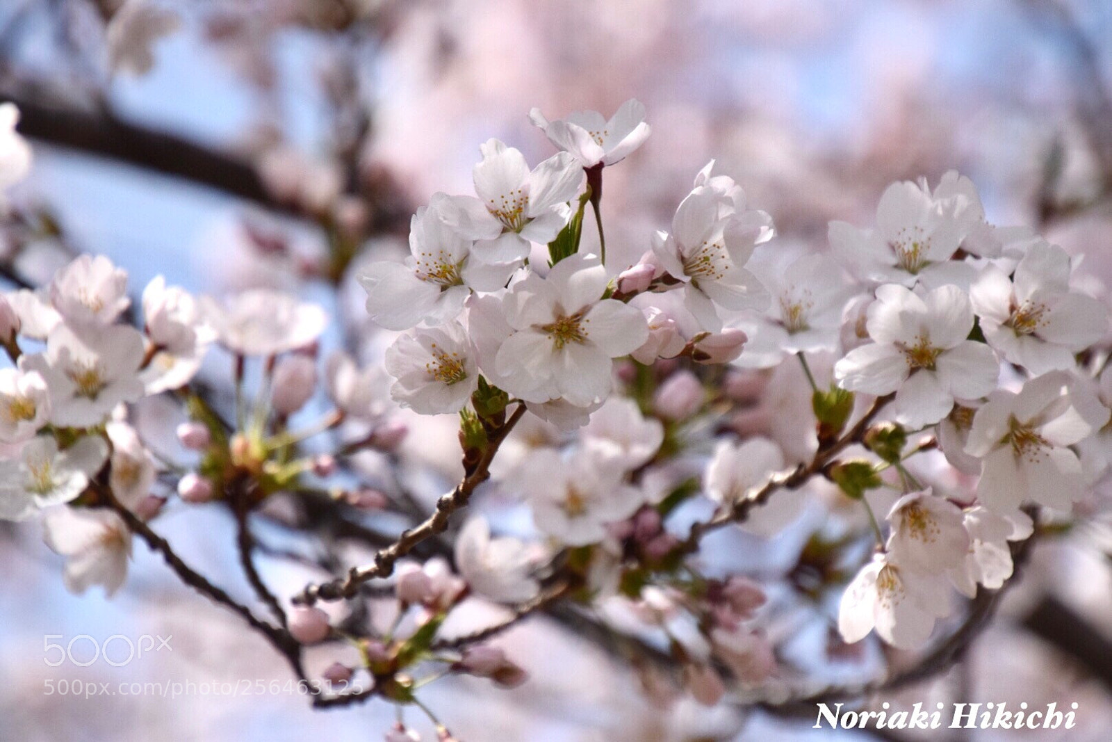 Nikon D5300 sample photo. Untitled photography