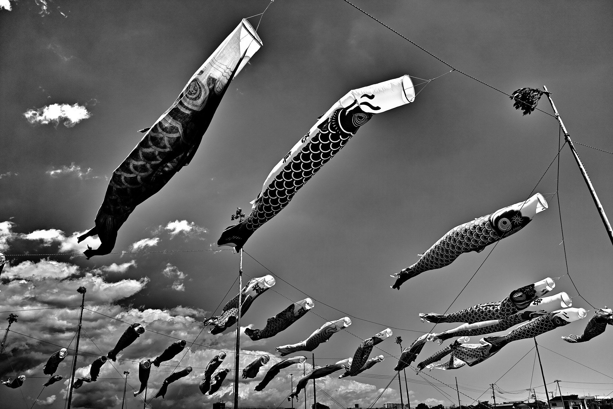 Sigma DP1 Merrill sample photo. Carp streamers photography
