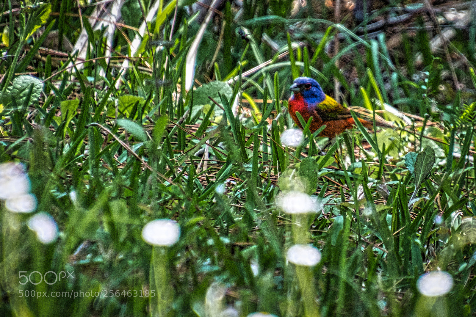 Nikon D7200 sample photo. These little beggars are photography