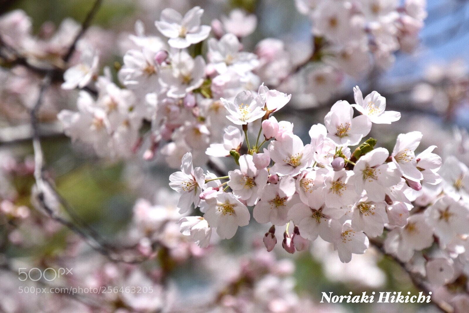 Nikon D5300 sample photo. Untitled photography
