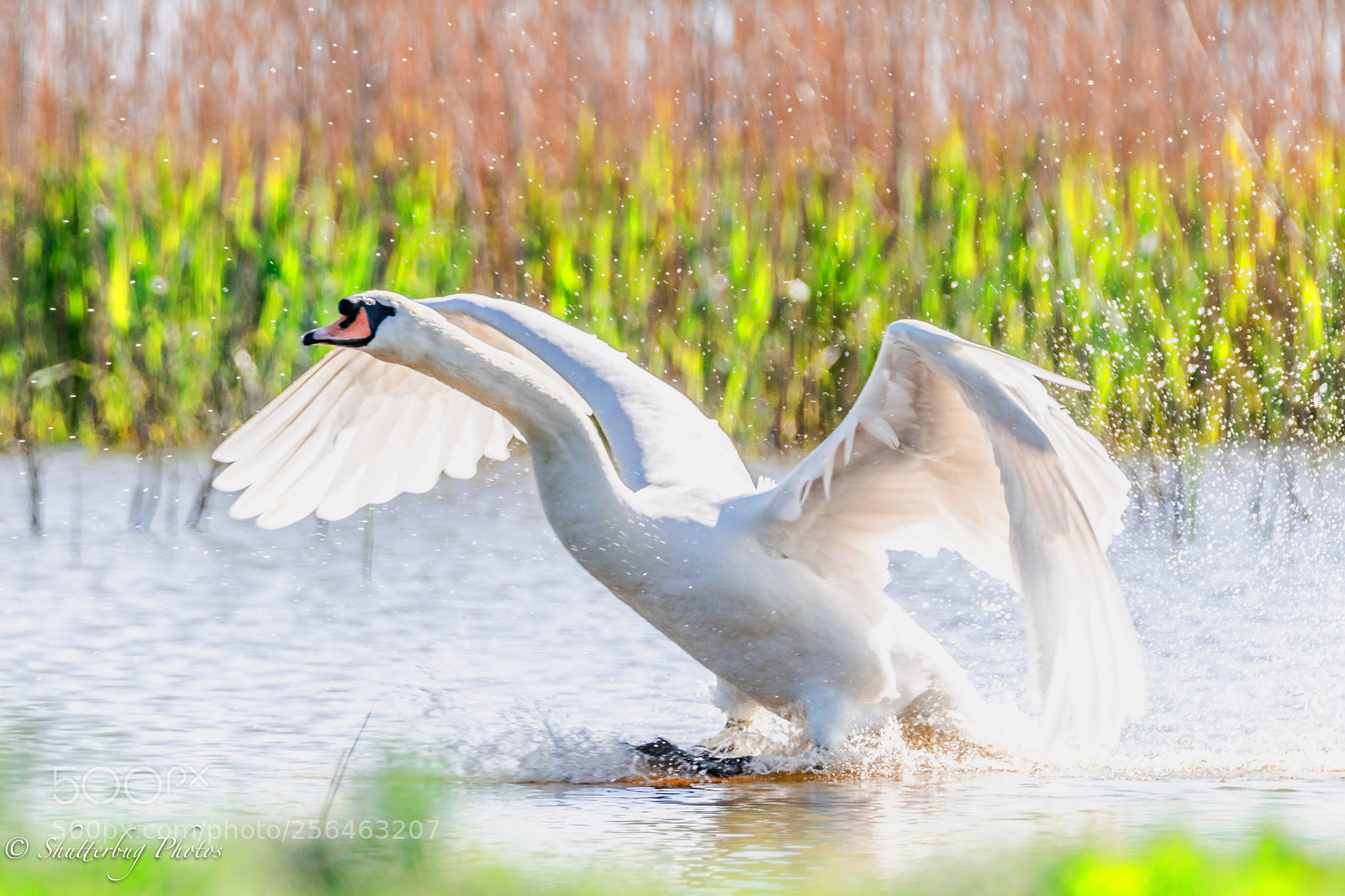 Canon EOS 80D sample photo. Making a splash photography