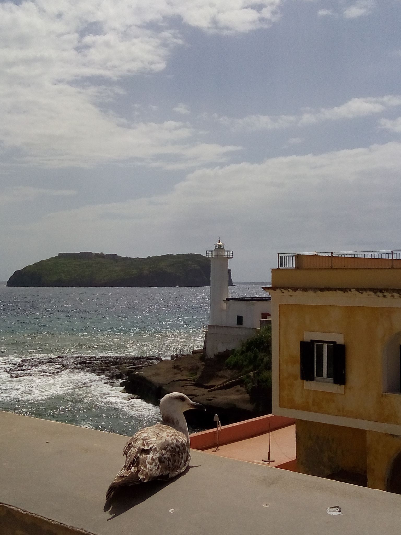 ASUS ZenFone 3 Max (ZC520TL) sample photo. A young sea gull in ventotene photography