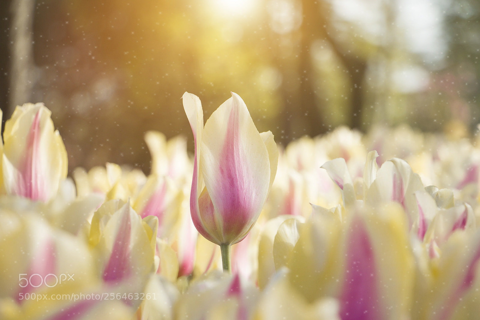 Canon EOS 70D sample photo. Tulip photography