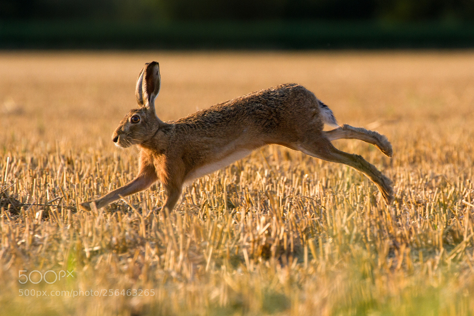 Canon EOS 7D sample photo. European brown hare lepus photography