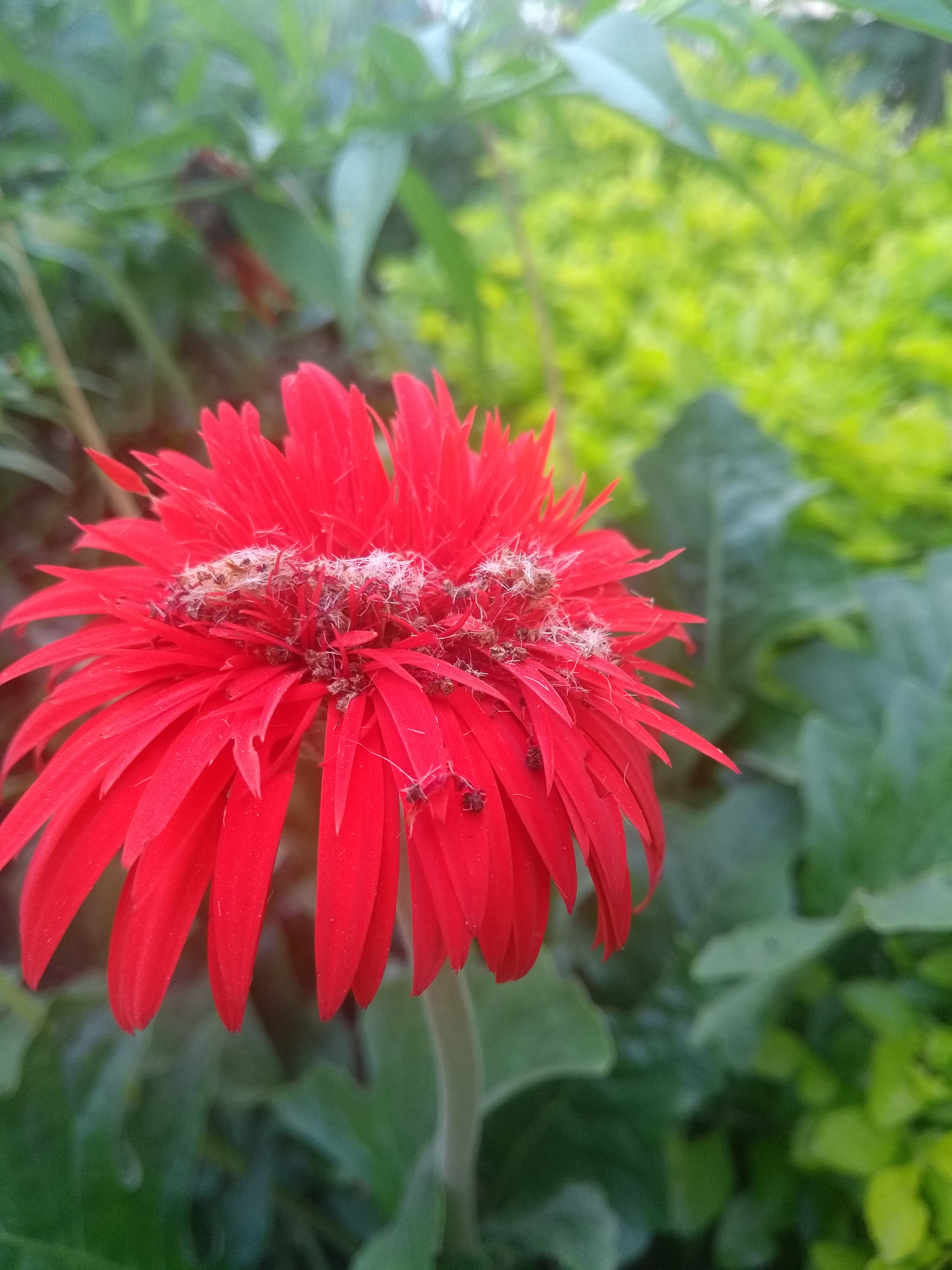 Motorola Moto G (5th Gen) sample photo