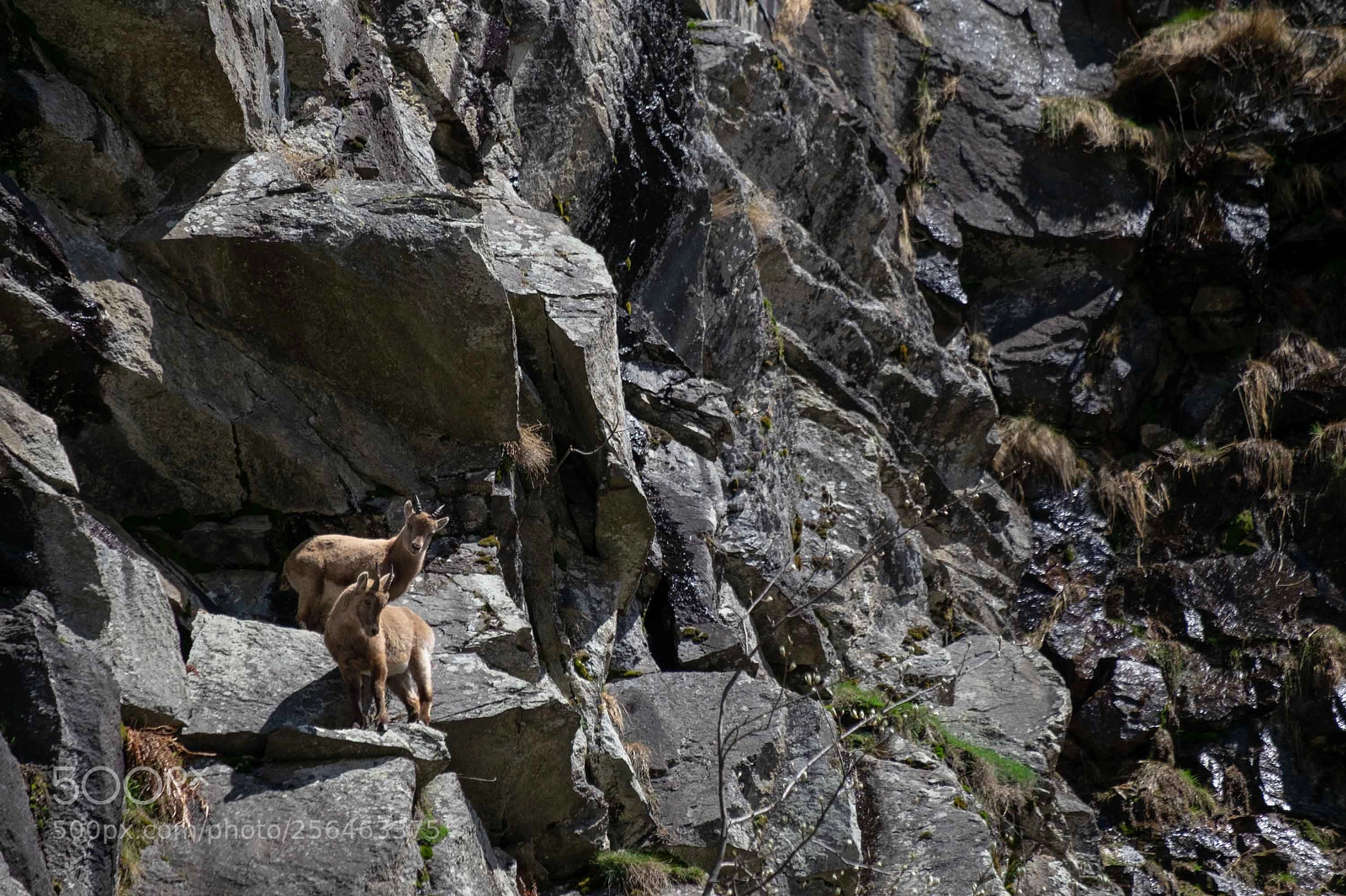 Fujifilm X-T1 sample photo. Hiking with the locals photography