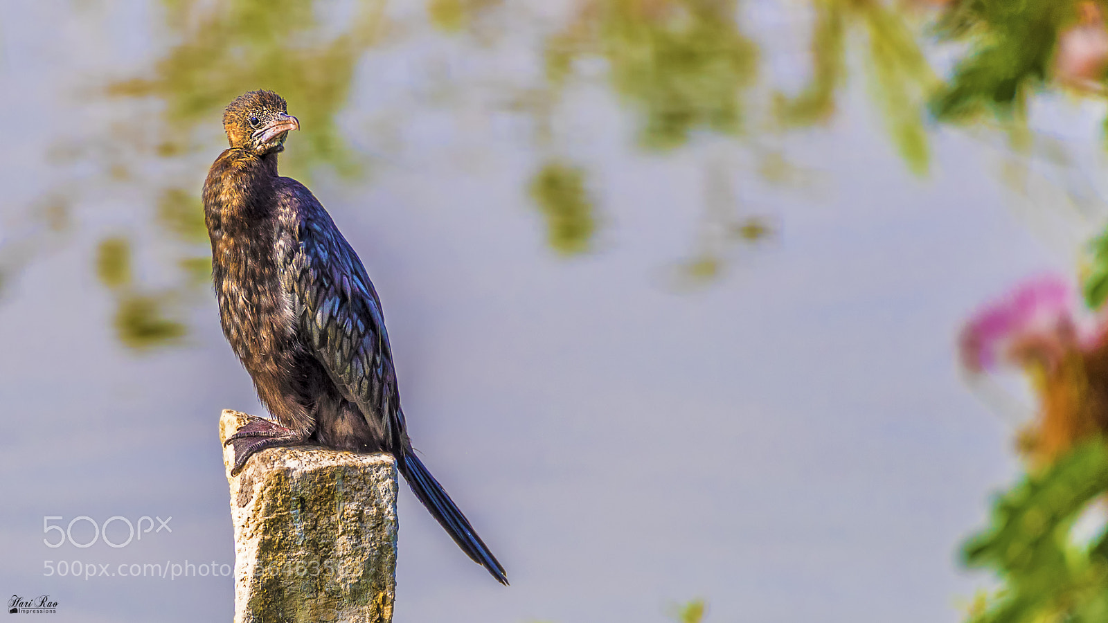 Nikon D810 sample photo. Great cormorant photography