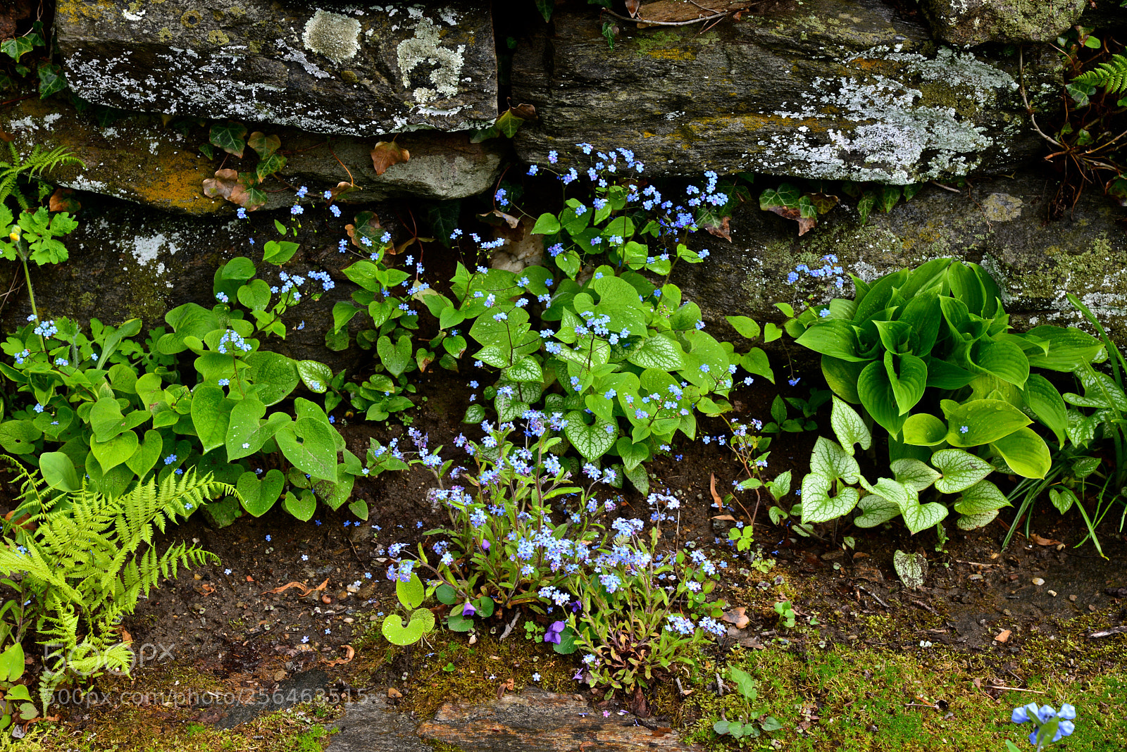 Nikon D600 sample photo. Wildflowers photography