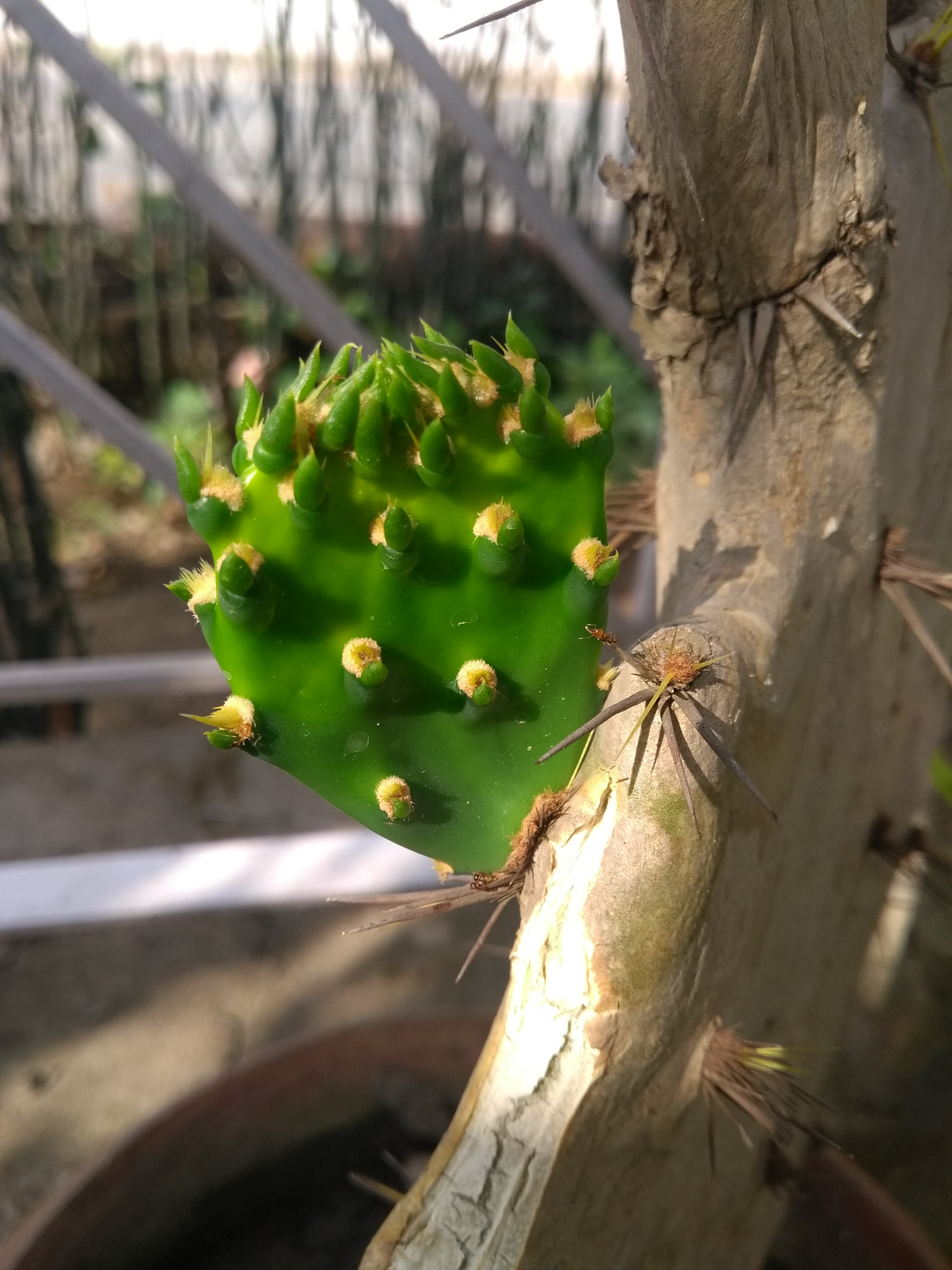 Motorola Moto G (5th Gen) sample photo