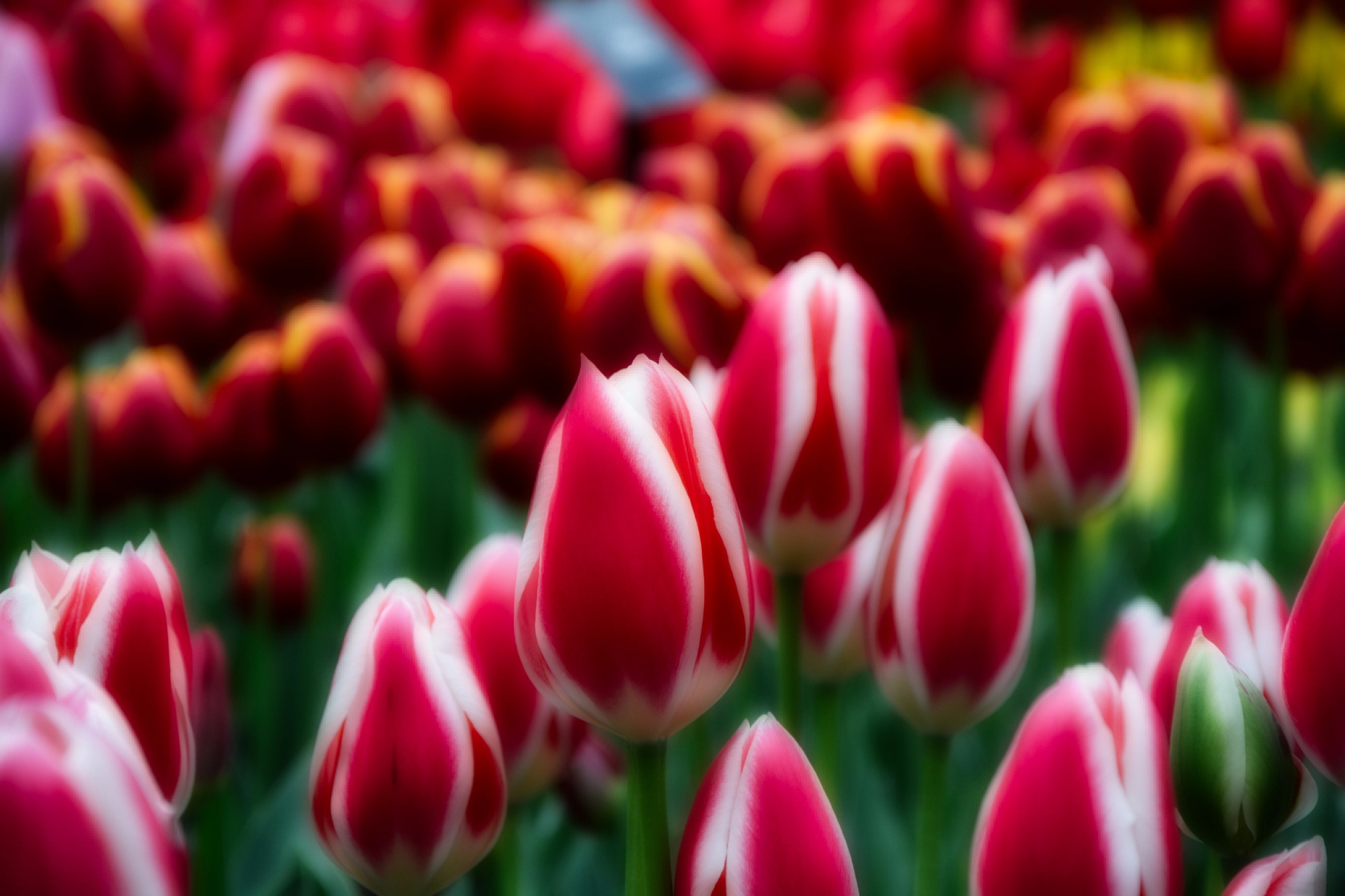 Nikon D5200 sample photo. Enjoy photography