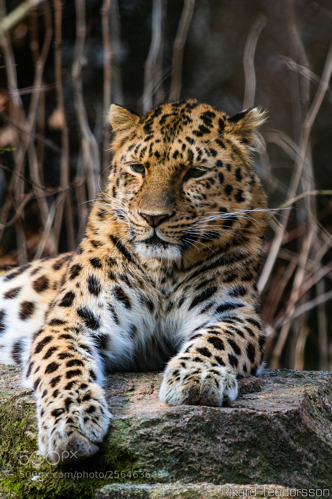 Canon EOS 650D (EOS Rebel T4i / EOS Kiss X6i) sample photo. Panthera pardus orientalis photography