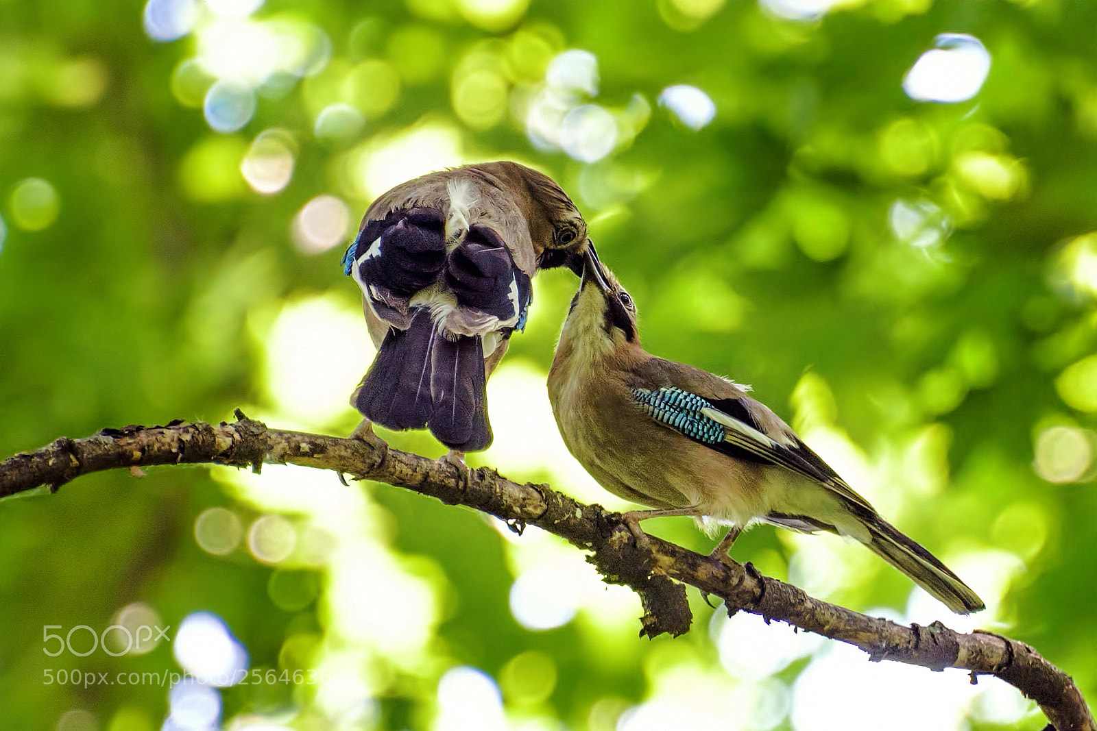 Nikon D810 sample photo. Feeding and kissing birds photography