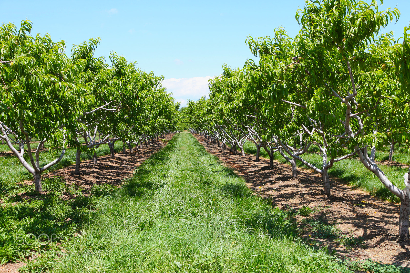 Canon EOS 5D Mark II sample photo. A row of orchard photography