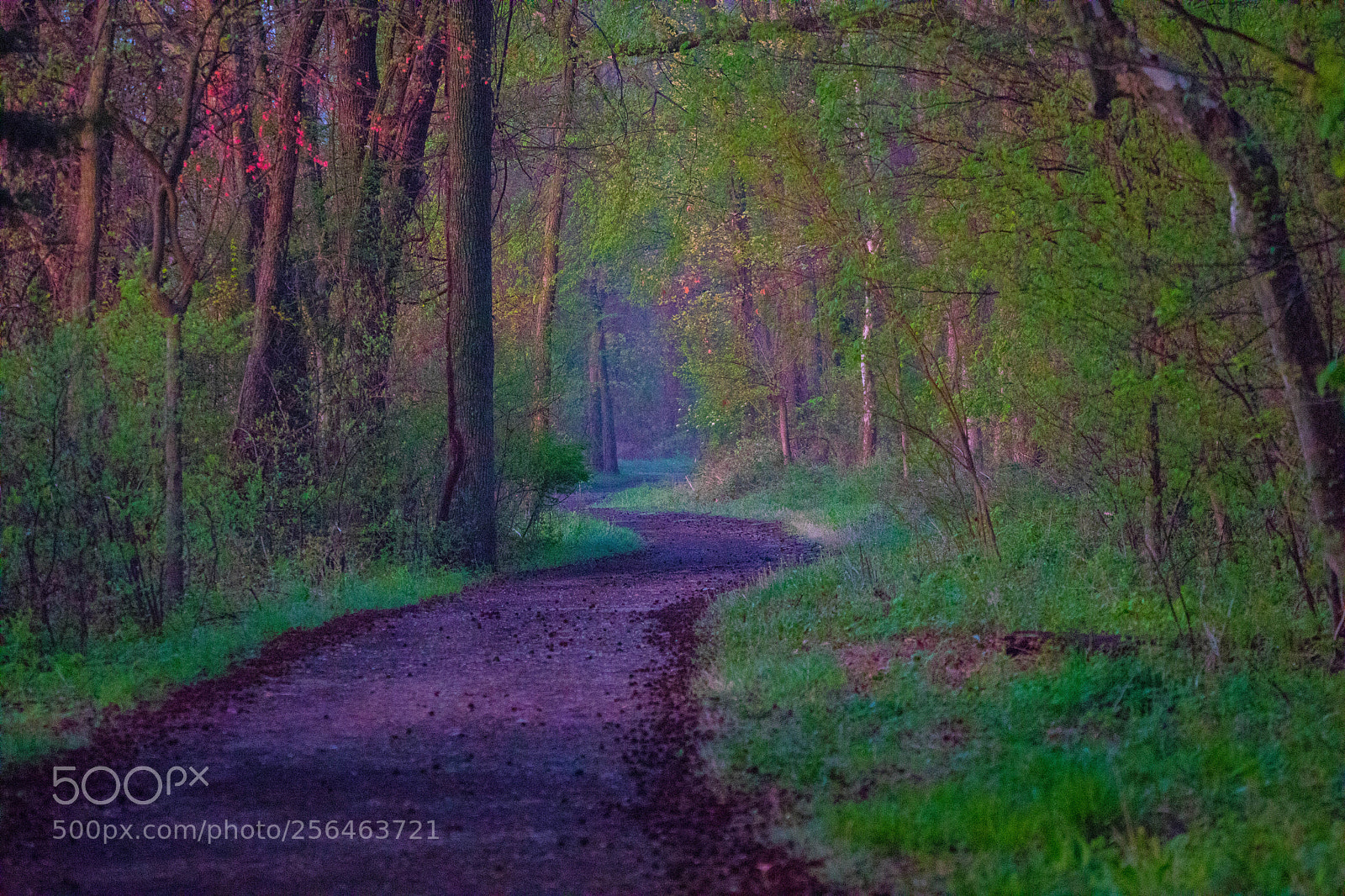 Canon EOS 5D Mark IV sample photo. Forrest path photography