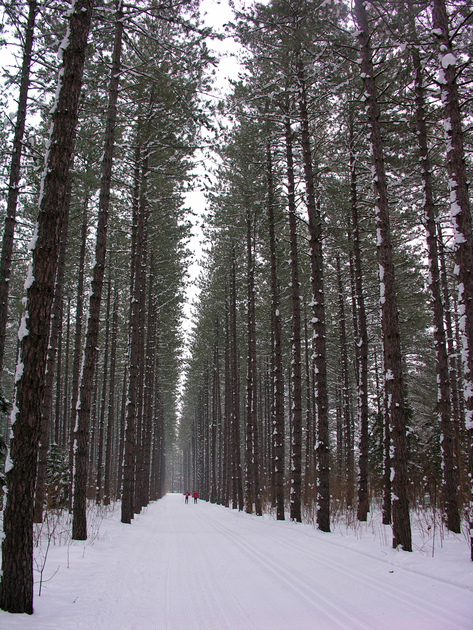 Nikon E8800 sample photo. Tall evergreen trees surround two cross-country skiers photography