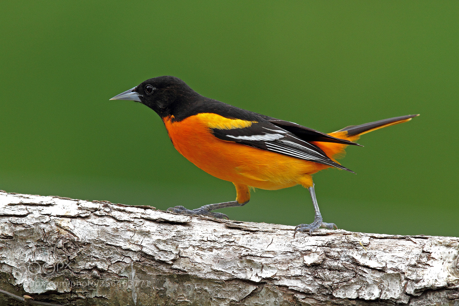 Canon EOS 7D sample photo. Male baltimore oriole photography