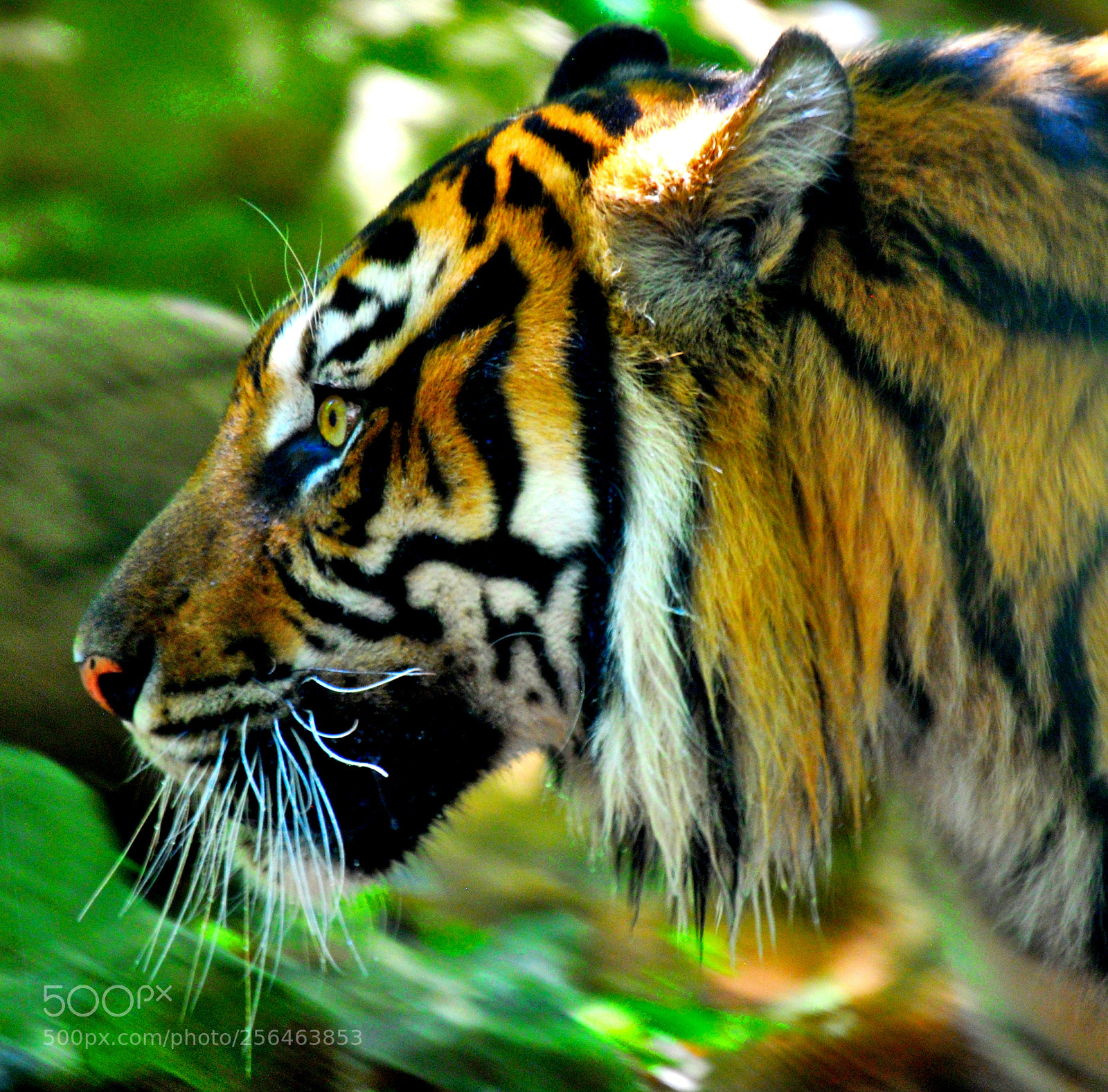 Nikon D40X sample photo. Tiger photography