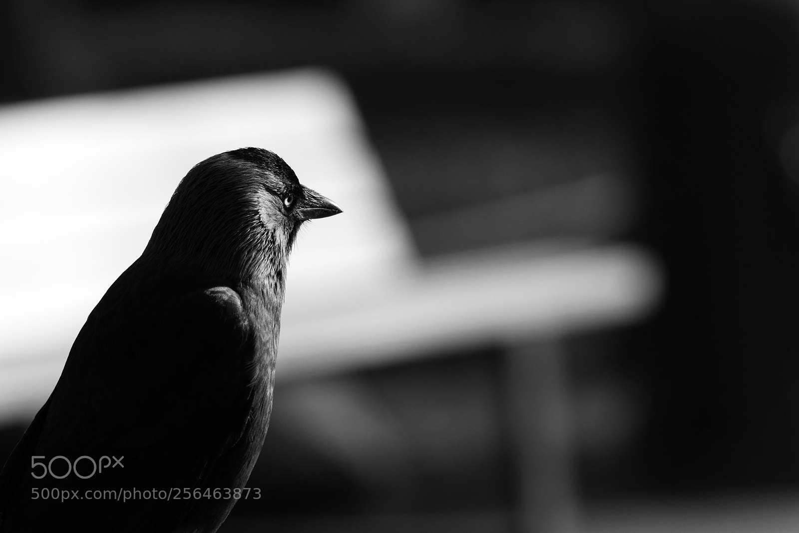Nikon D5300 sample photo. Birdo b/w photography