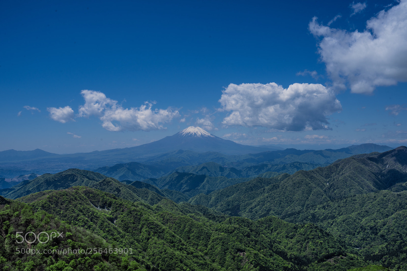 Sony a7 III sample photo. Mt fuji and forest photography