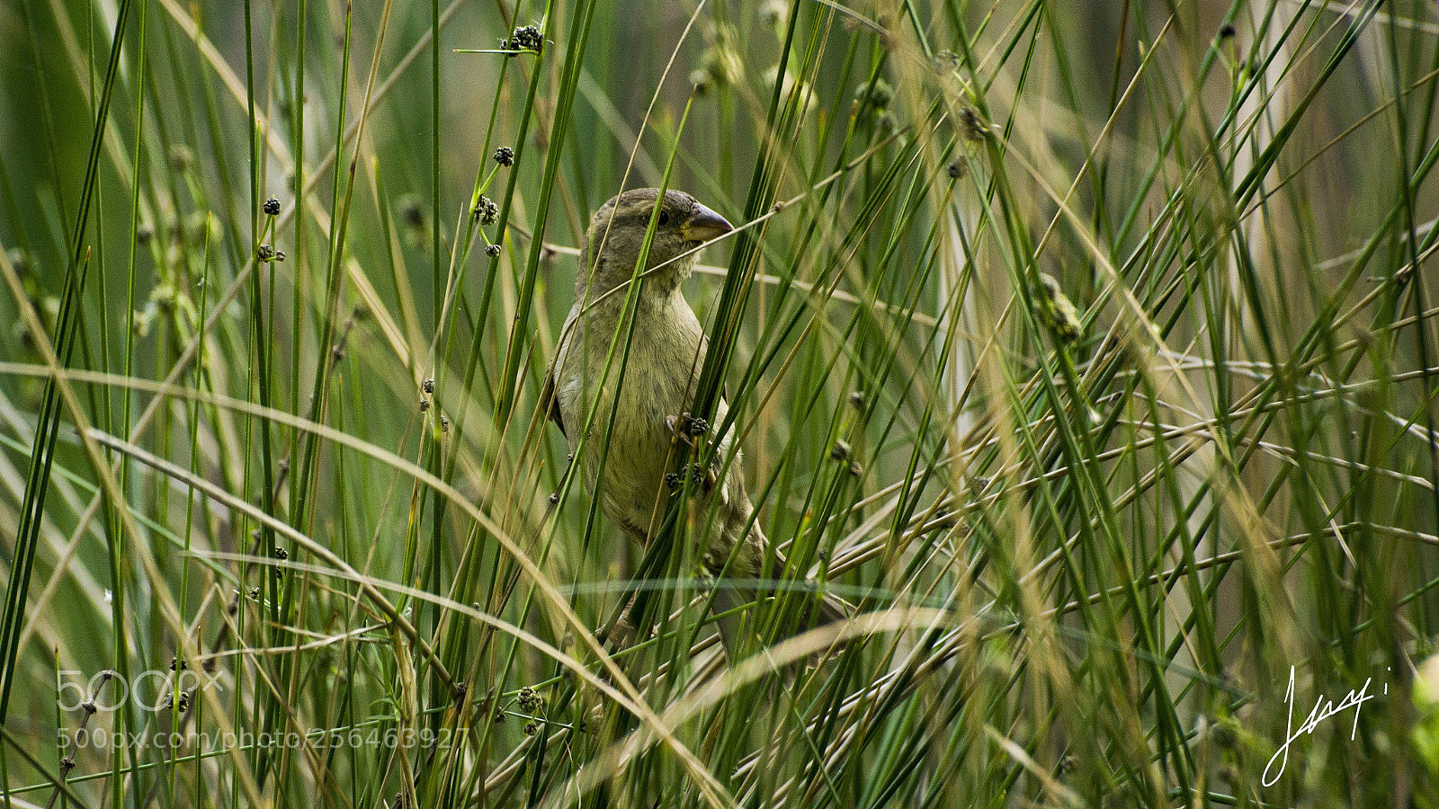 Nikon D7000 sample photo. Sparrow  photography