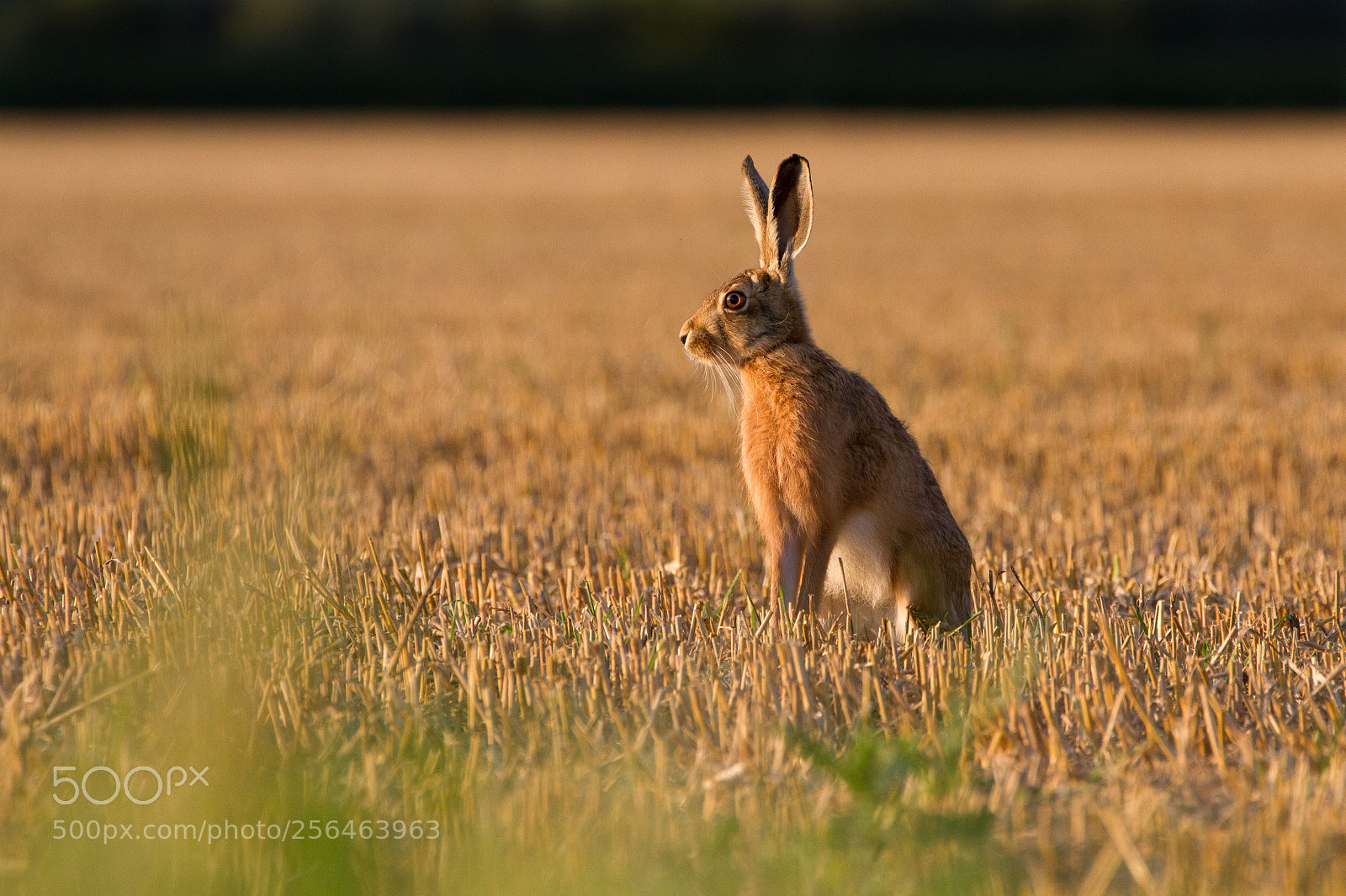 Canon EOS 7D sample photo. European brown hare lepus photography