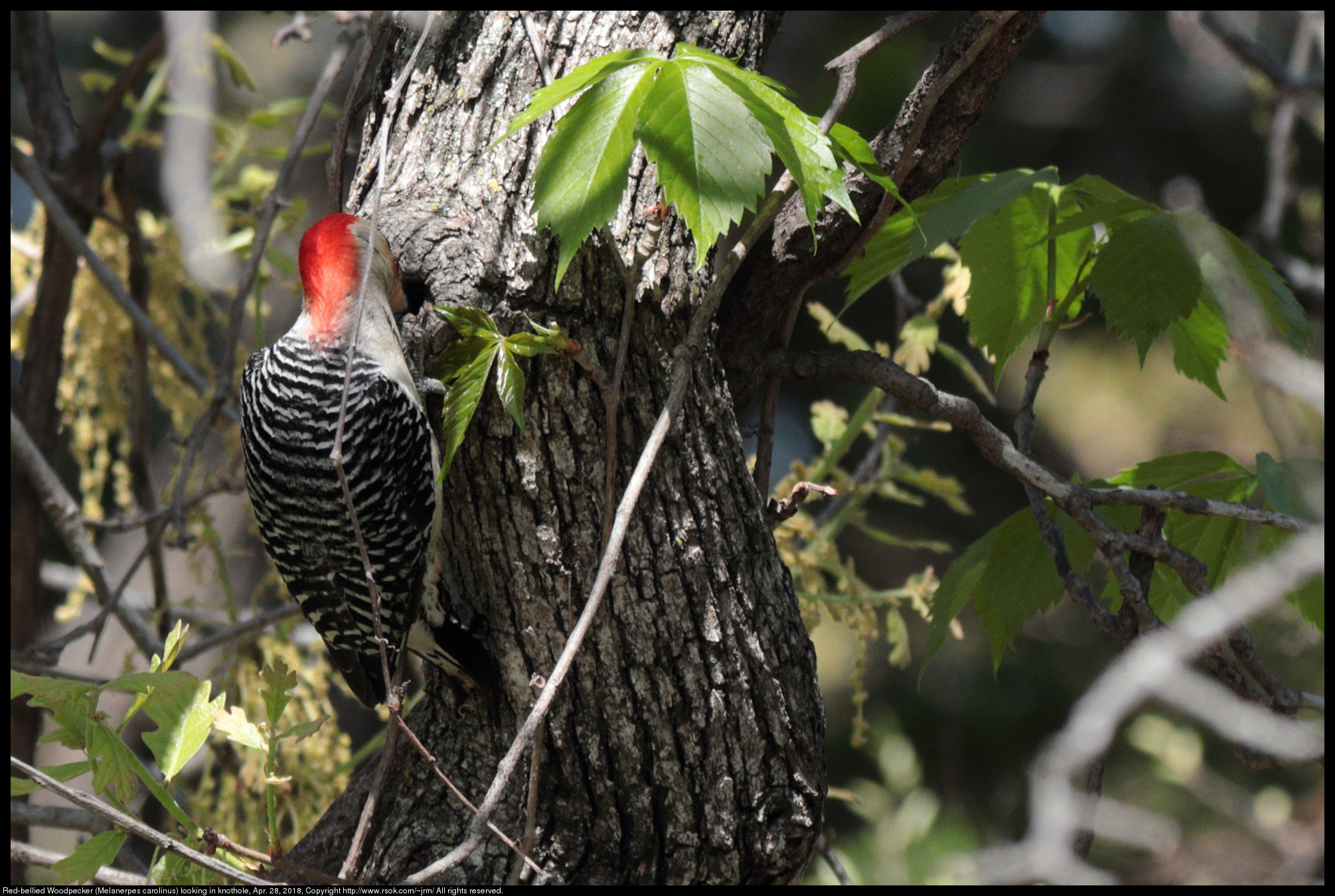 Canon EF 70-300 F4-5.6 IS II USM sample photo. Red-bellied woodpecker photography