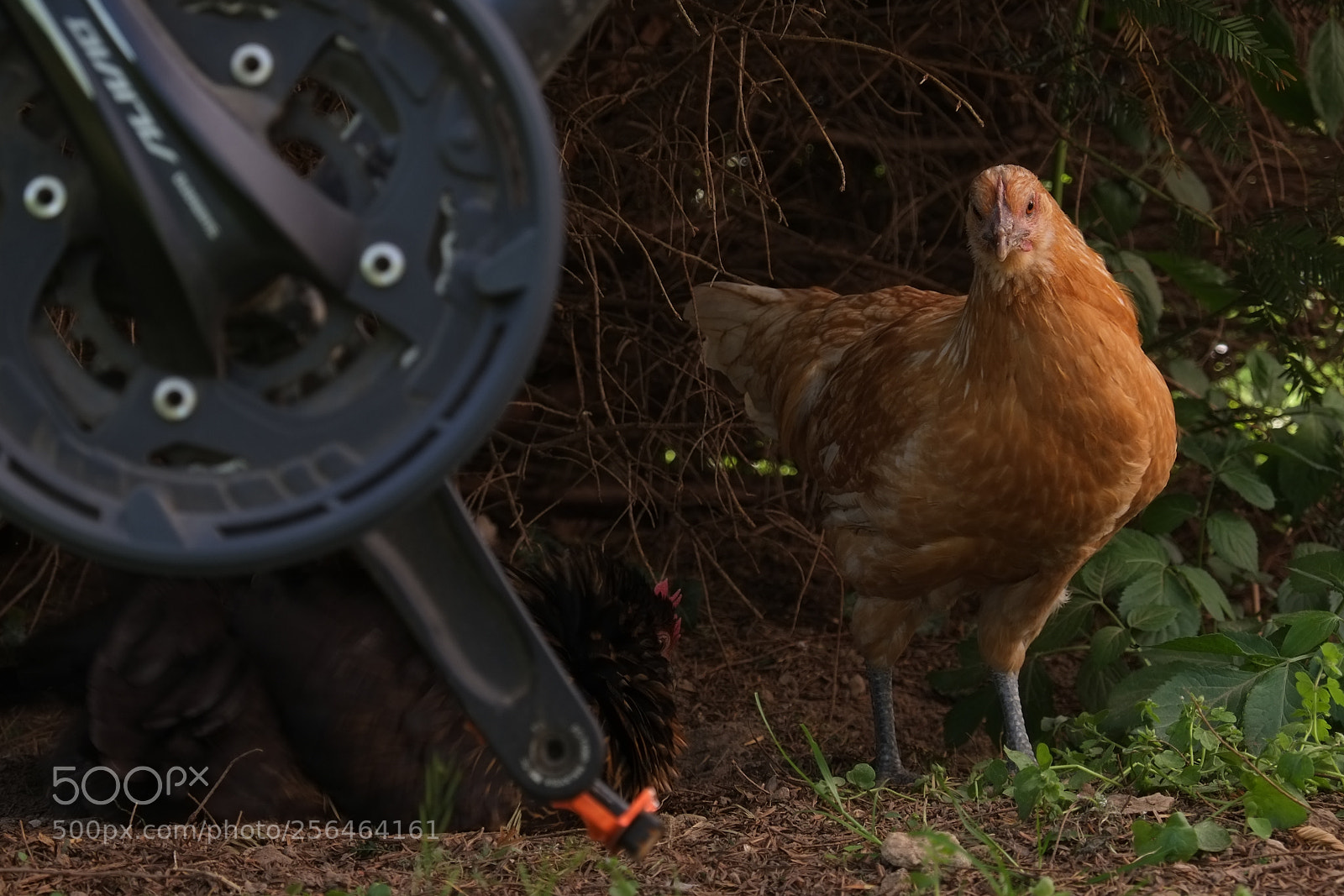Fujifilm X-E1 sample photo. In deckung photography