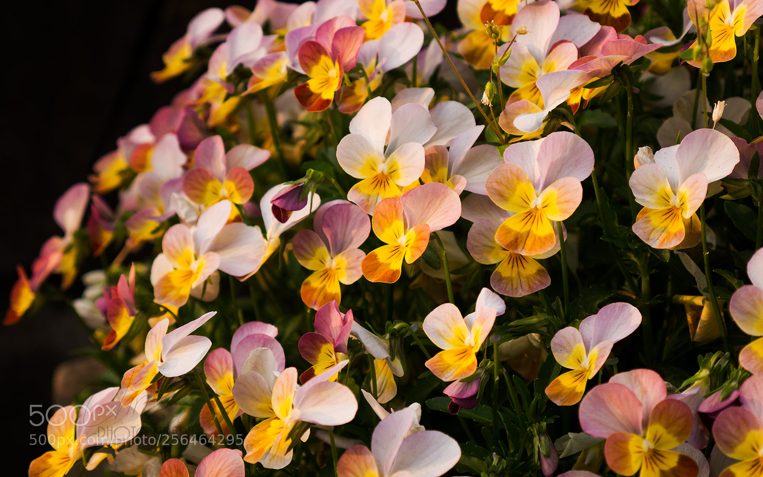 Panasonic Lumix DMC-G7 sample photo. Pansies! photography