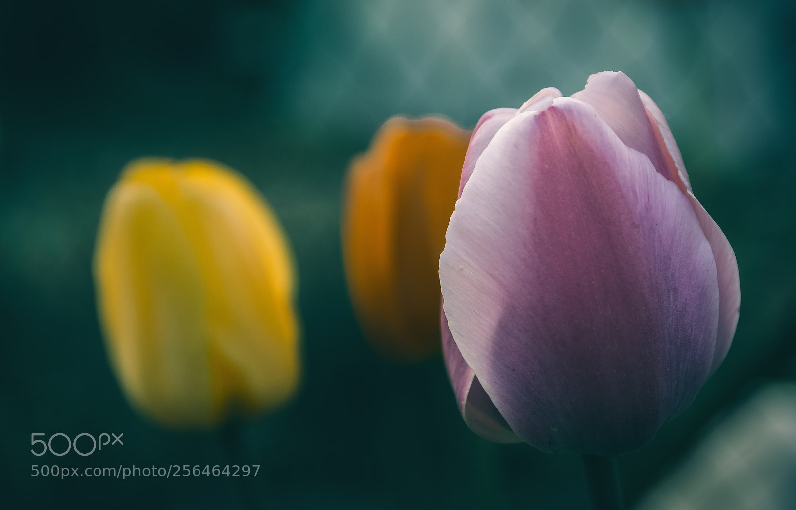 Nikon D7100 sample photo. Pastel flower photography