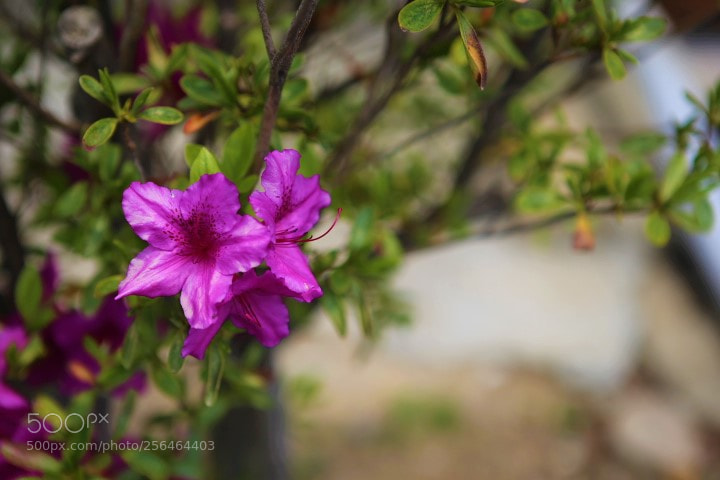 Canon EOS 6D sample photo. Img photography