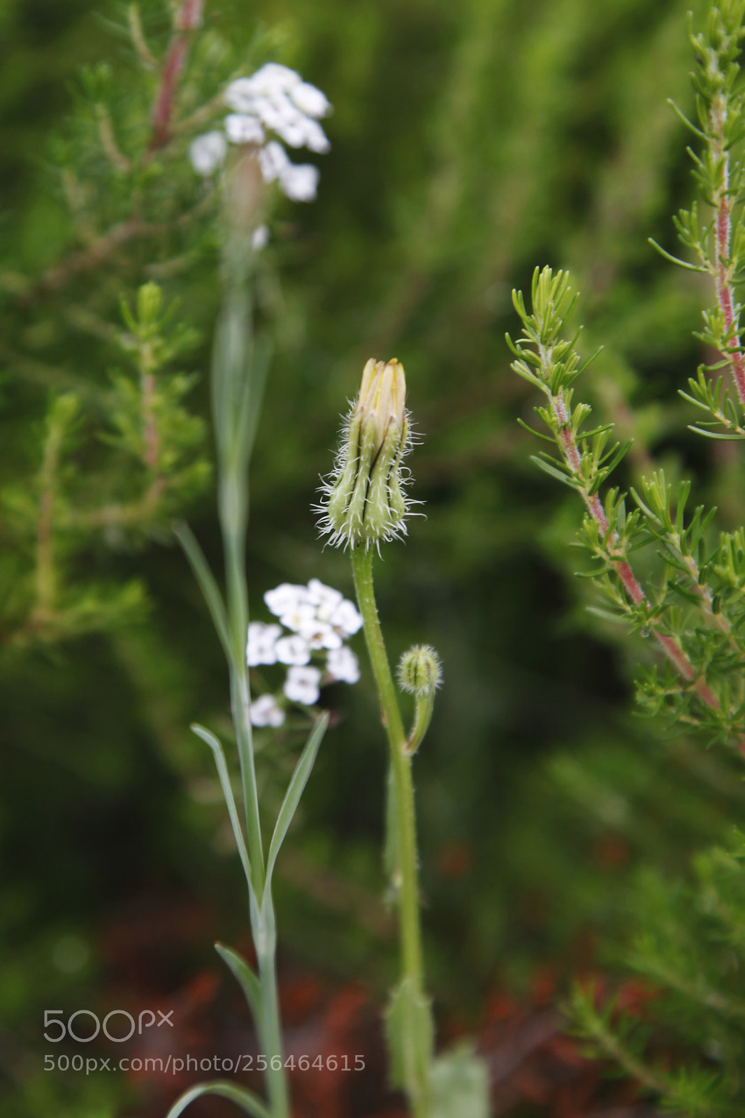 Canon EOS 5D Mark II sample photo. Flower  photography