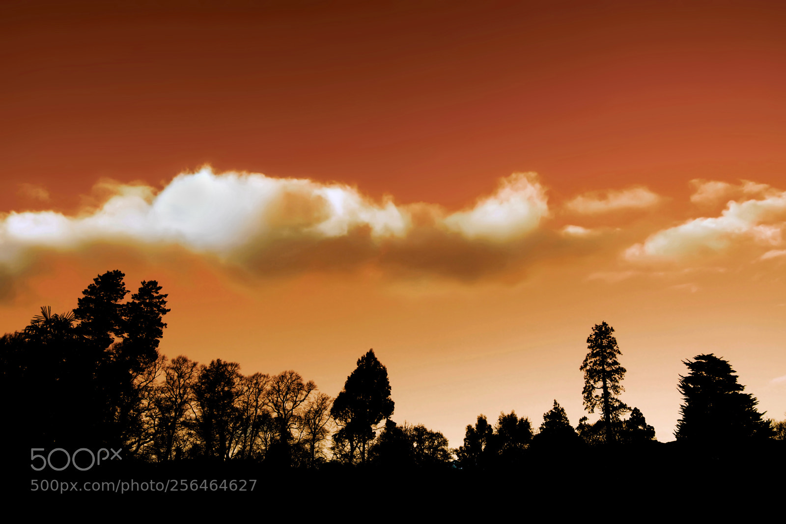 Canon EOS 40D sample photo. Sunset trees photography