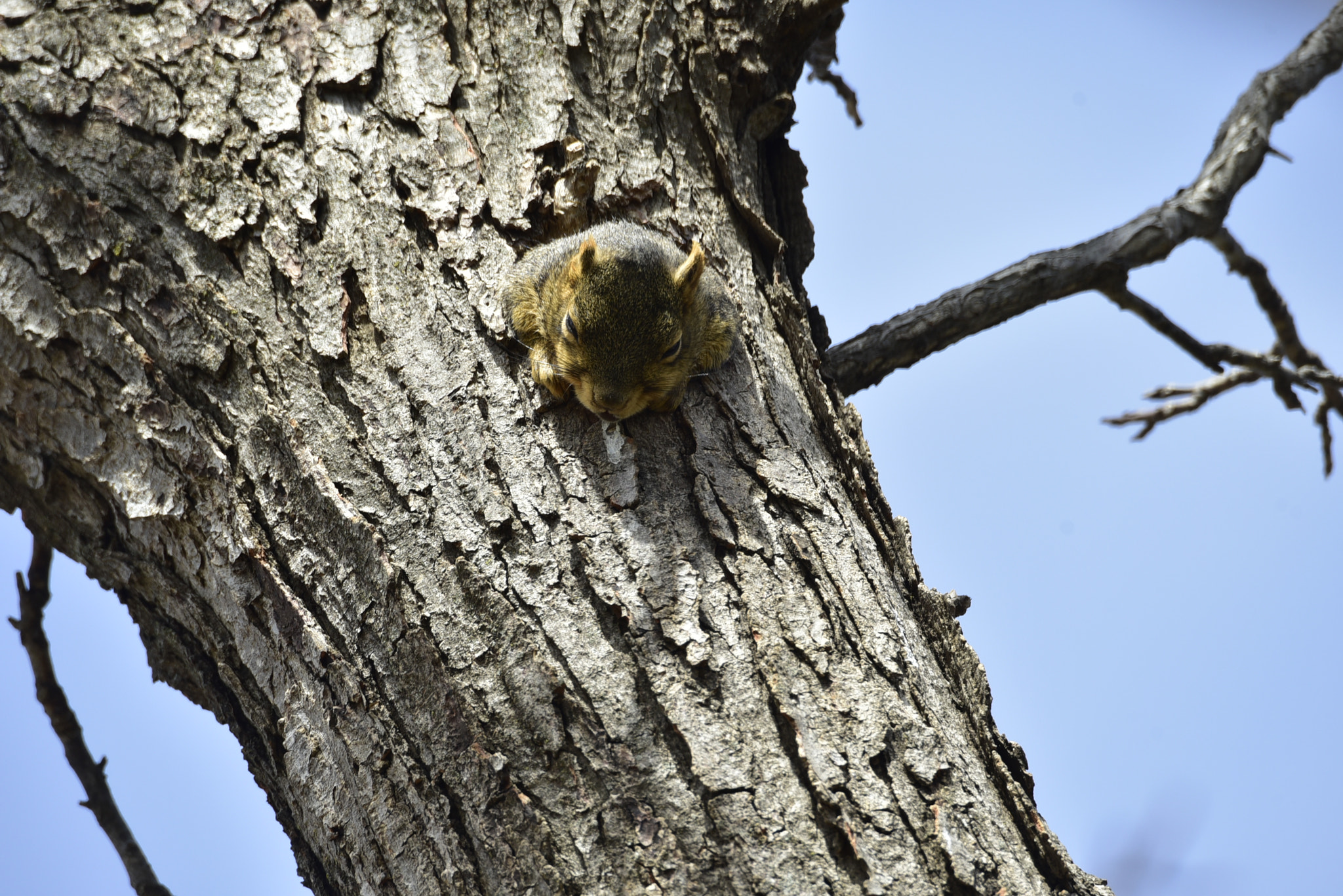 Nikon D750 sample photo. Nap time photography