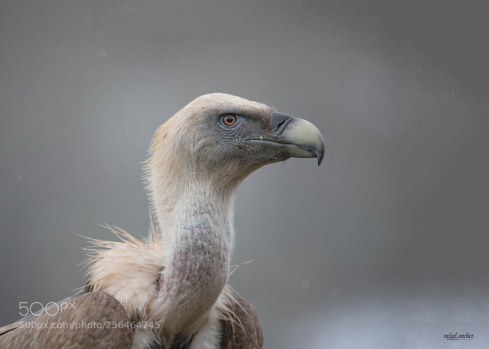 Canon EOS 5D Mark IV sample photo. Buitre leonado - griffon photography