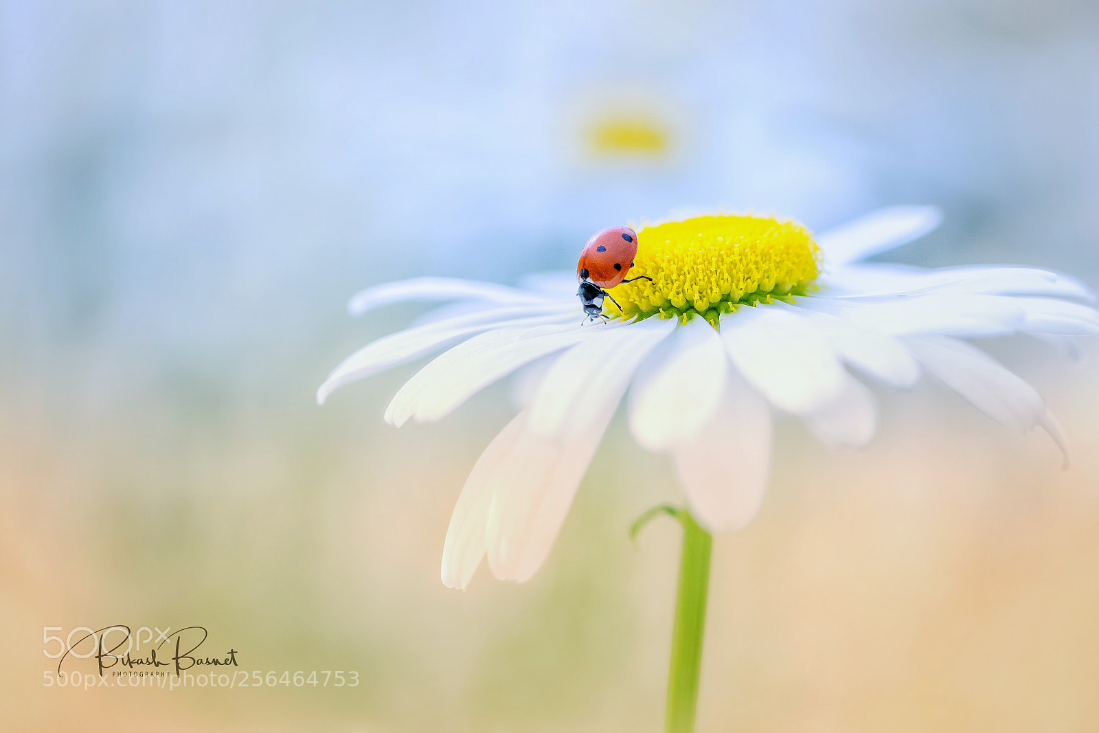 Canon EOS-1D X Mark II sample photo. Ladybug photography
