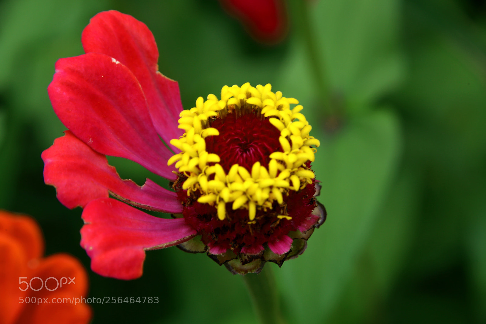 Canon EOS 6D sample photo. Untitled photography