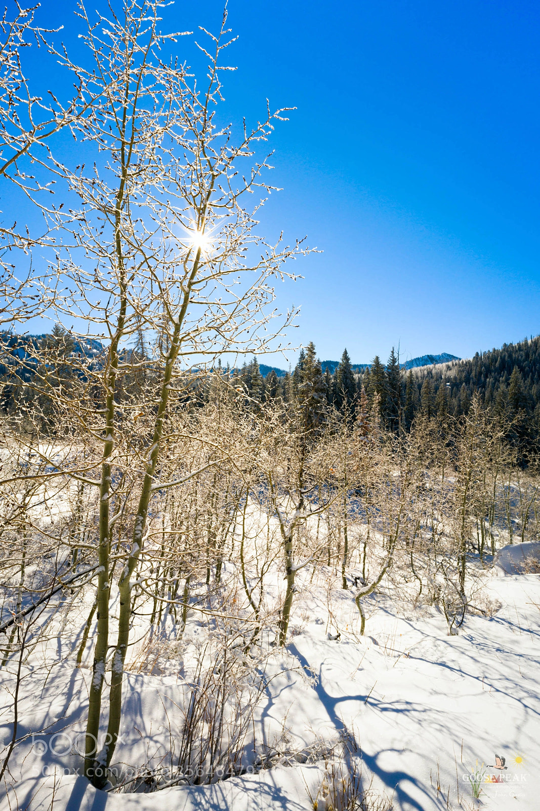 Sony a7R II sample photo. Bright winter sun photography