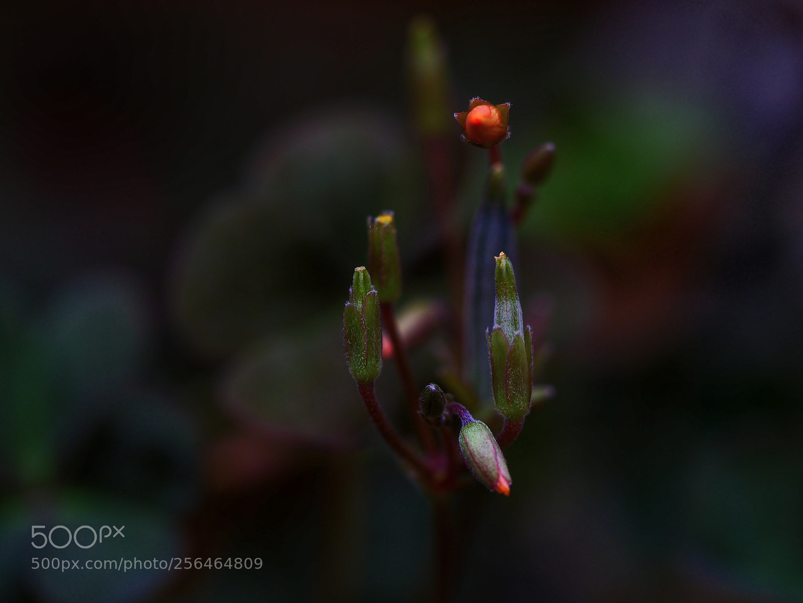 Panasonic Lumix DMC-GX85 (Lumix DMC-GX80 / Lumix DMC-GX7 Mark II) sample photo. Led... photography