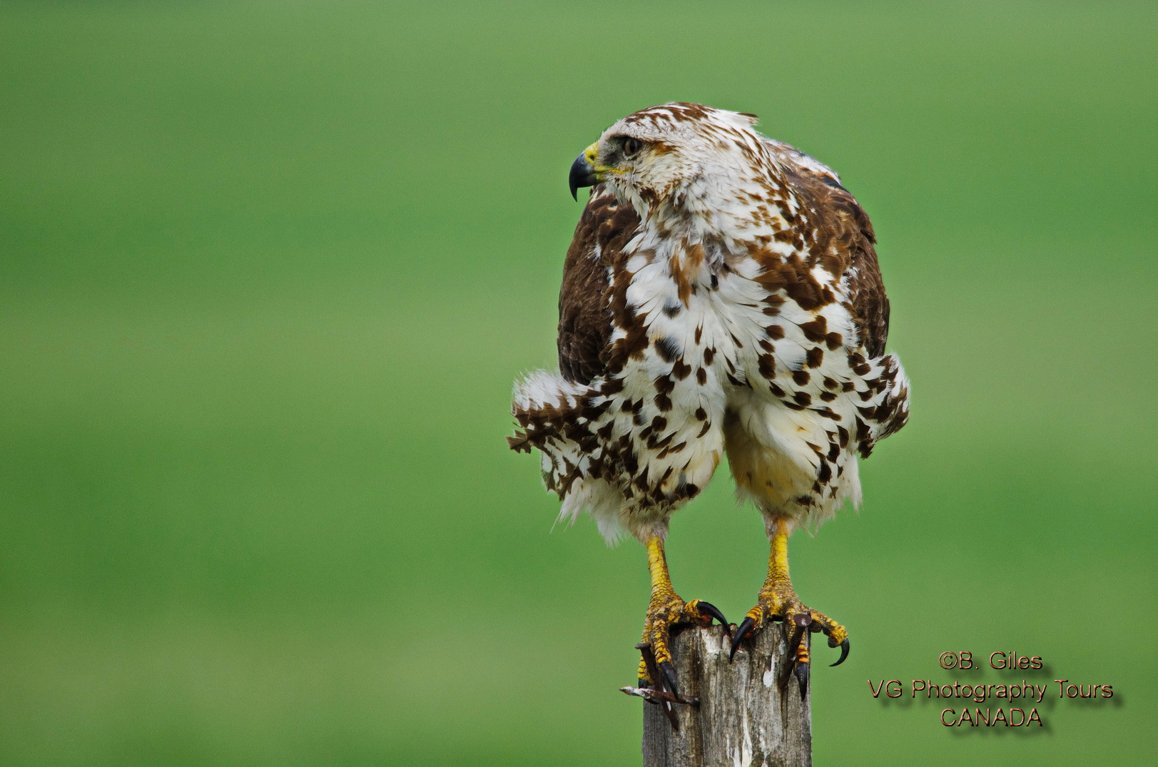 Sigma 150-500mm F5-6.3 DG OS HSM sample photo. Young red-tailed hawk photography