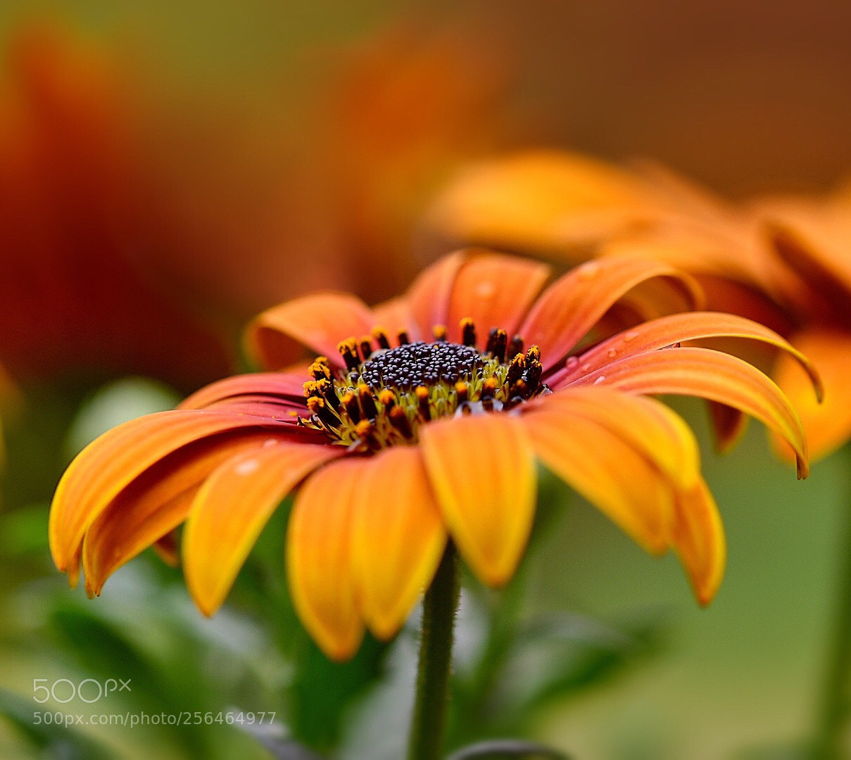 Nikon D5600 sample photo. Colours of nature photography