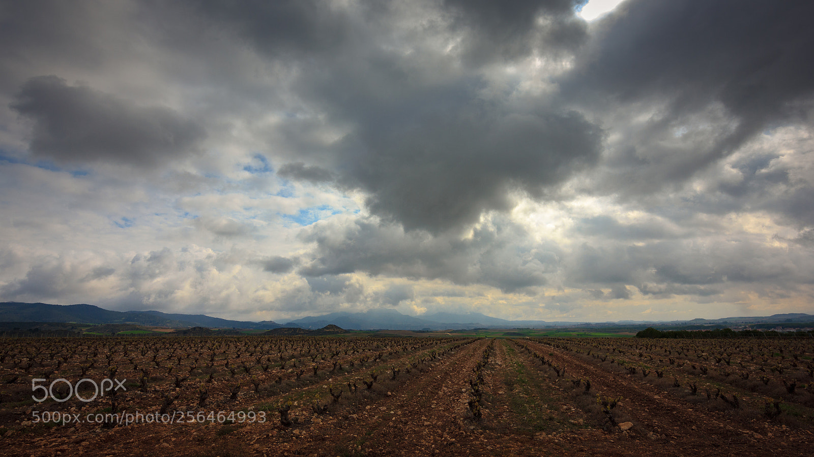 Canon EOS 550D (EOS Rebel T2i / EOS Kiss X4) sample photo. Land of wines photography