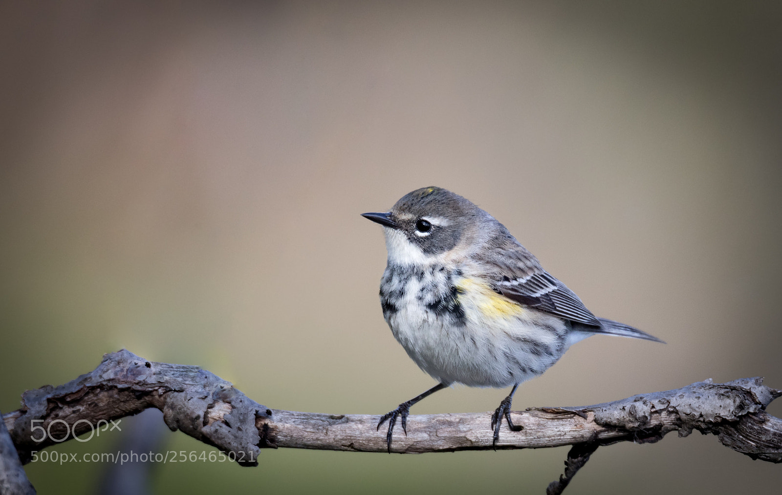 Canon EOS 7D Mark II sample photo. Yellow rumped warbler photography