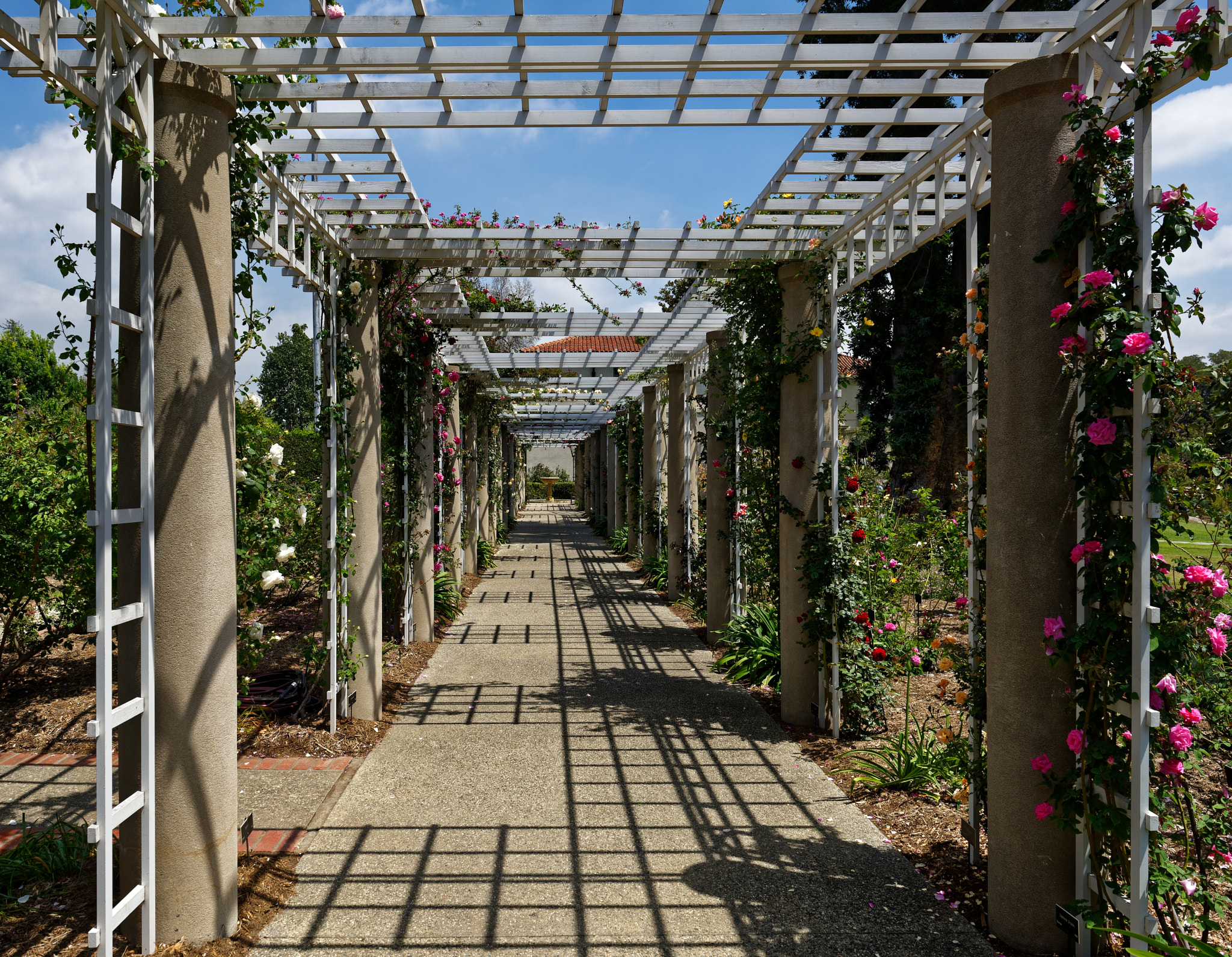 Nikon AF-S Nikkor 24-70mm F2.8G ED sample photo. Rose trellis path to the fountain photography
