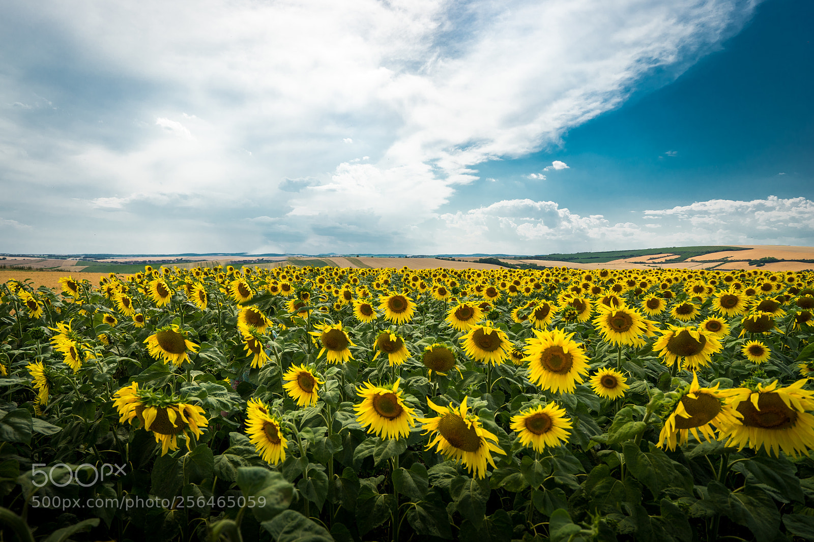 Sony a7 II sample photo. Moravia photography