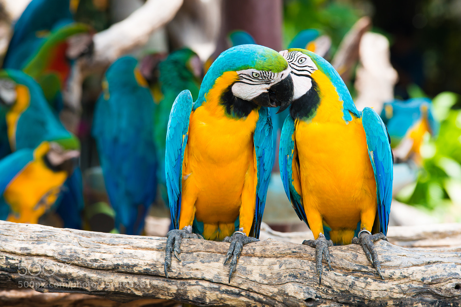 Nikon D800 sample photo. A pair of blue-and-yellow photography