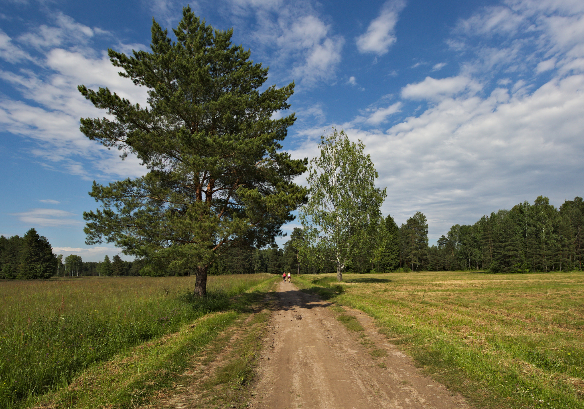Canon EOS 650D (EOS Rebel T4i / EOS Kiss X6i) sample photo. Forestpark road photography
