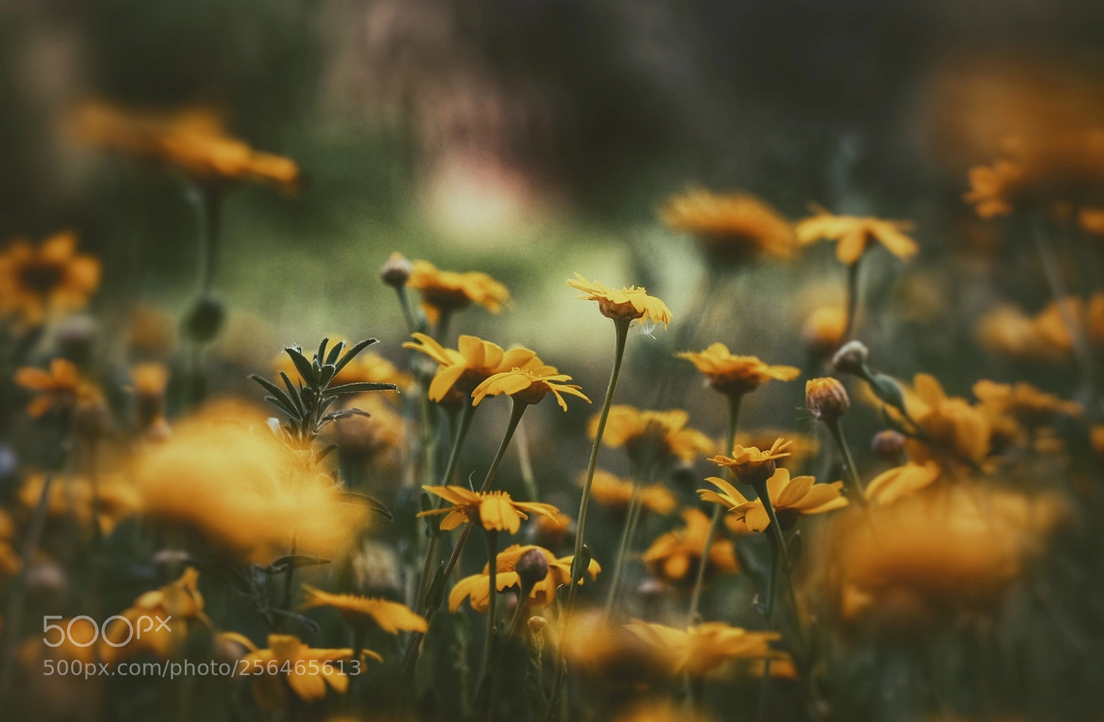 Fujifilm X-T10 sample photo. Morning flowers photography
